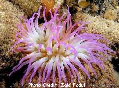  Condylactis gigantea (Haitian Pink-tip Anemone, Giant Golden Anemone)